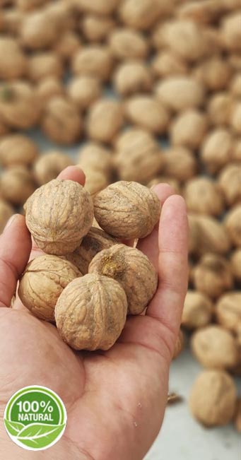 �NCE KABUKLU CEV�Z