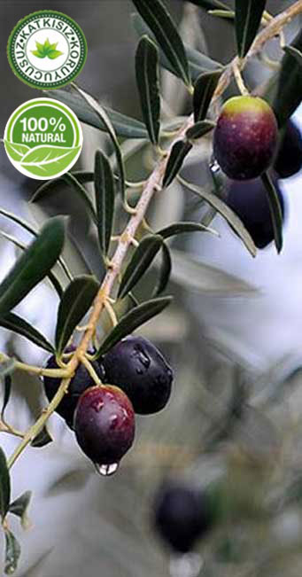 �ZEL YA�LI SELE GEML�K ZEYT�N�