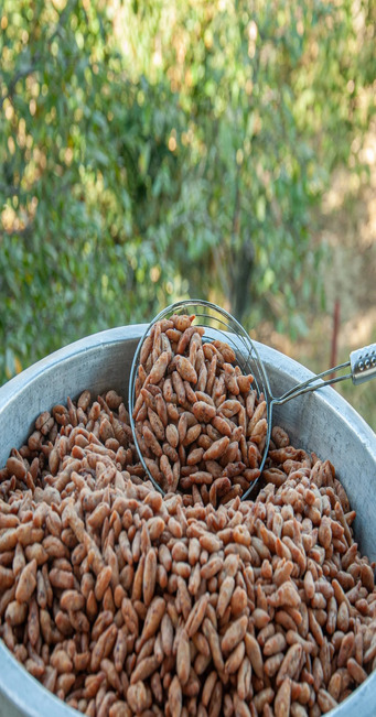 DO�AL K�Y YUVARLAMASI